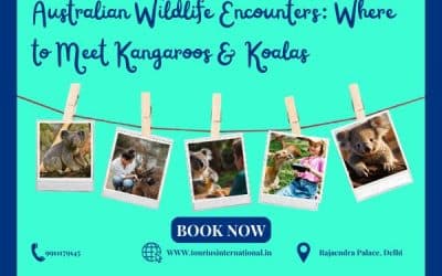 Australian Wildlife Encounters: Where To Meet Kangaroos & Koalas?