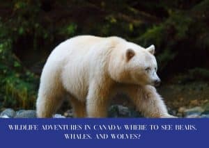 Wildlife Adventures in Canada: Where to See Bears, Whales, and Wolves?