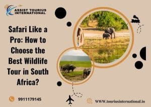 Safari Like a Pro: How to Choose the Best Wildlife Tour in South Africa?