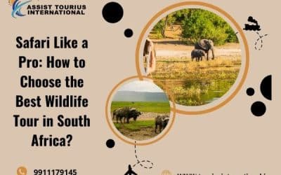 Safari Like A Pro: How To Choose The Best Wildlife Tour In South Africa?