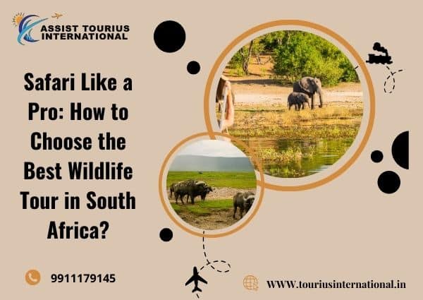 Safari Like A Pro: How To Choose The Best Wildlife Tour In South Africa?